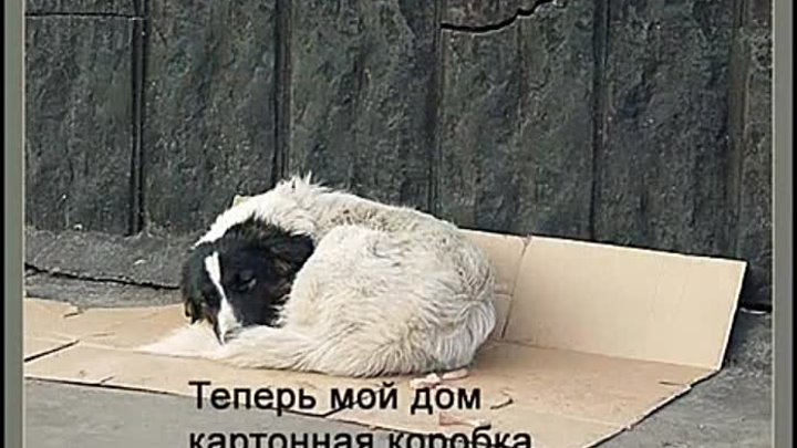 Бездомные животные, их так жалко