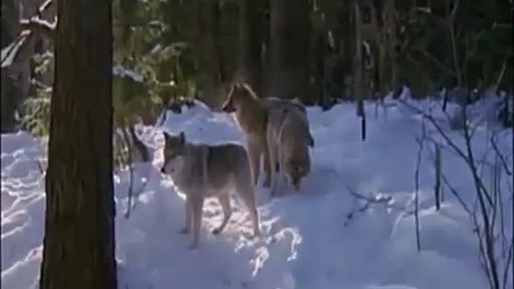 ВИВАТ БАСОВ-ВОЛК