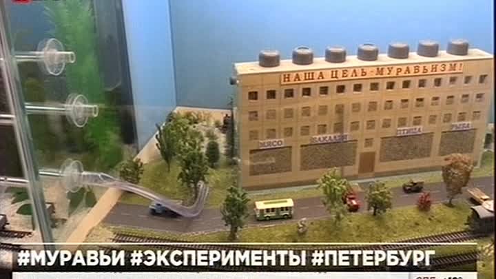 20.09.2016г ... Муравьиный город в Питере .