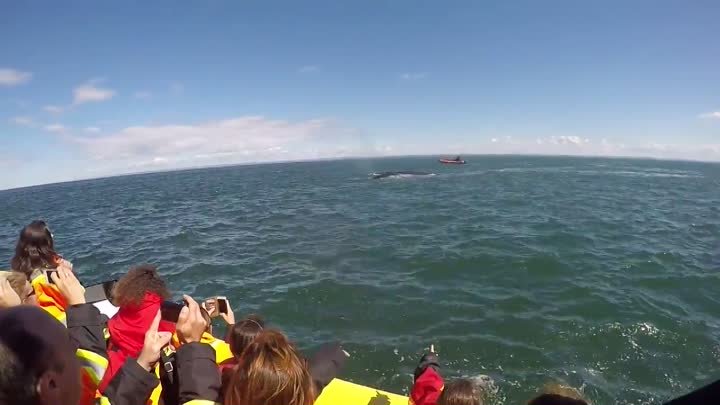 Огромный кит проплыл прямо под лодкой с туристами