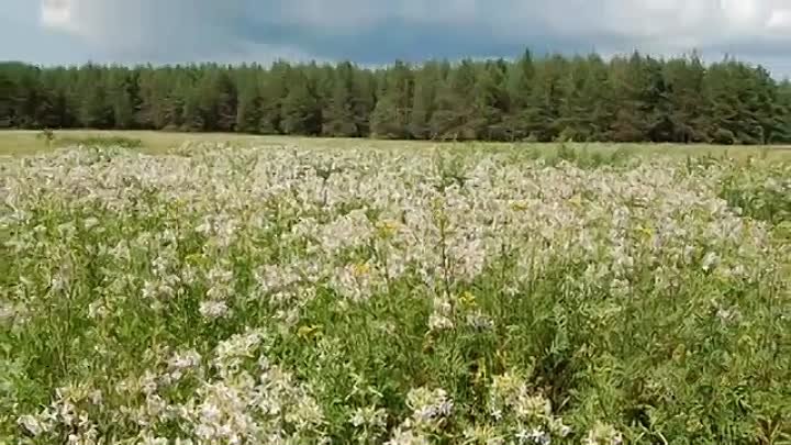 Господи спаси Хоперскую землю