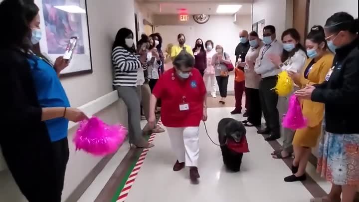 Клиника проводит аплодисментами собаку-терапевта на пенсию