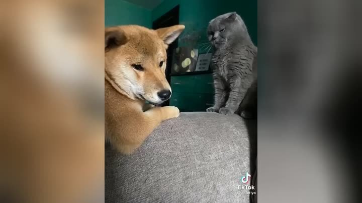 Конфликт высокомерной кошки и болтливого пса рассмешил интернет