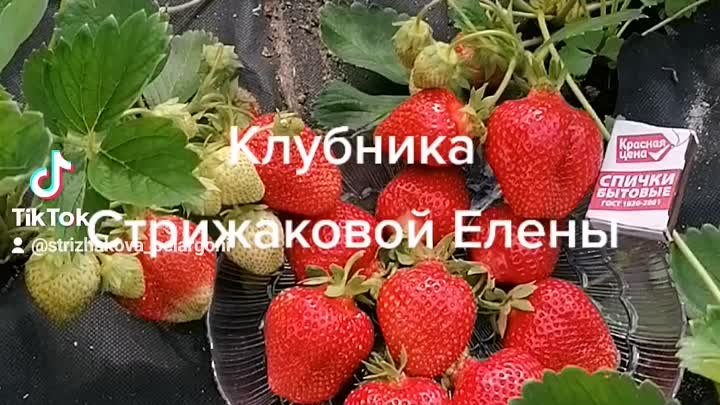 Гигантский деликатес Стрижаковой Елены 