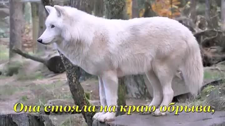 Любовь волка и волчицы