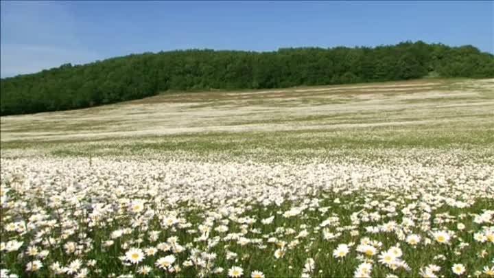 Пяе М Падчашы Беларусачка