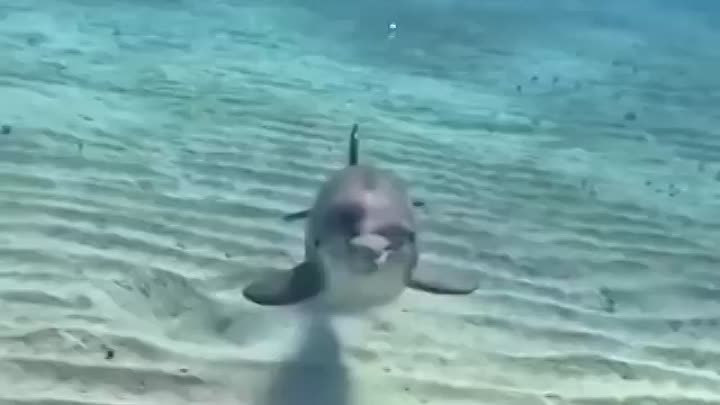 Дельфин в Сиамском заливе
