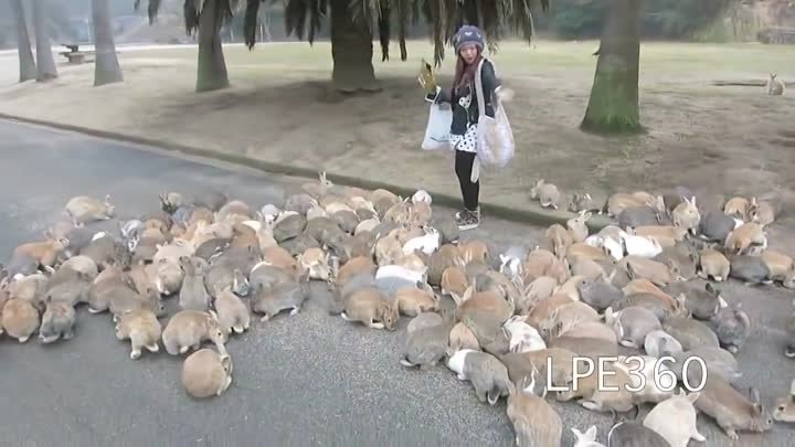 Обычный день на острове кроликов в Японии
