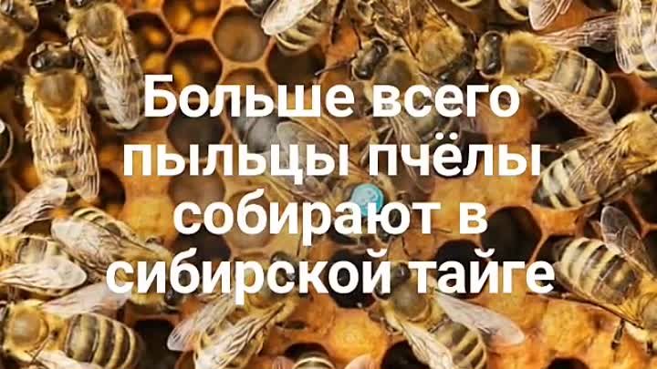 Рубрика "Хочу всё знать" Пчелы #ДедиловскийСДК