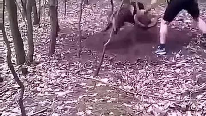 Человек пытается помочь барану