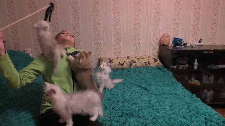 Глеб играет с котятами