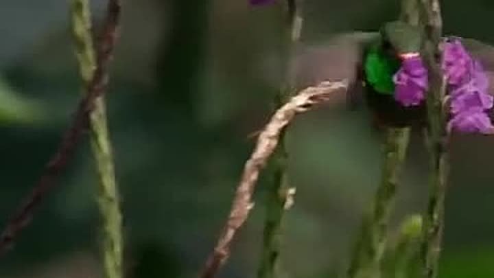 Колибри обладают весьма впечатляющими способностями.