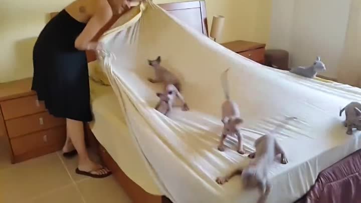 Маленькие котята не дают заправить кровать!