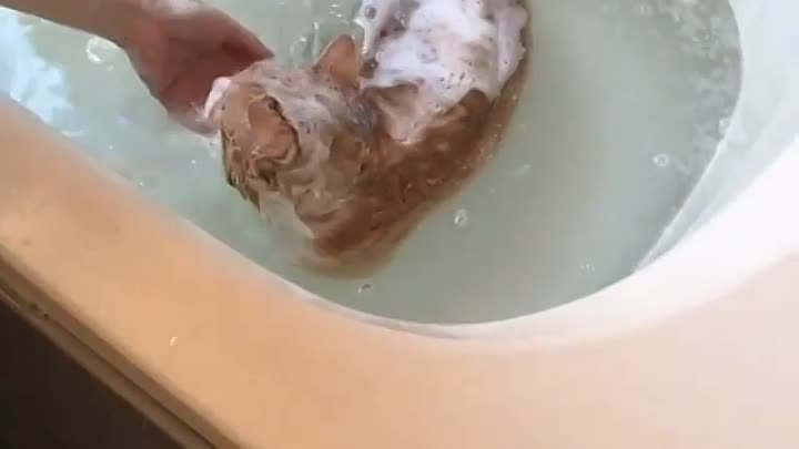 Кошечка которая не прочь принять ванную :)