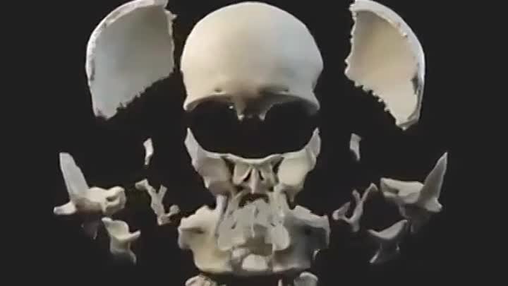 Анимация человеческого черепа