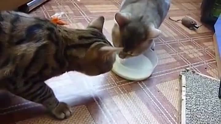 Вежливые коты