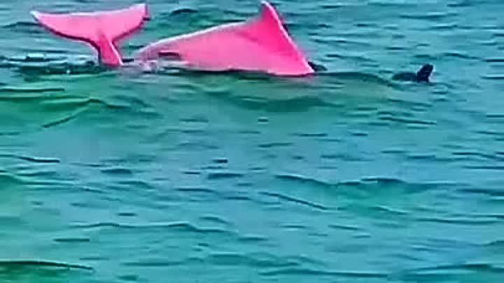 Розовые дельфины – загадка природы.