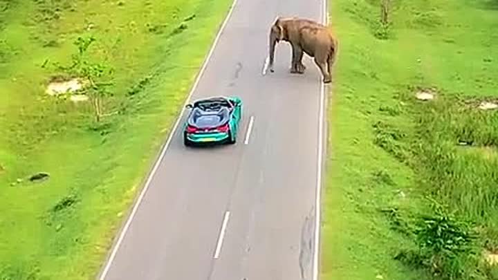 Любопытные слоны на дороге