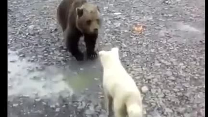 Любопытный медведь пришёл в гости