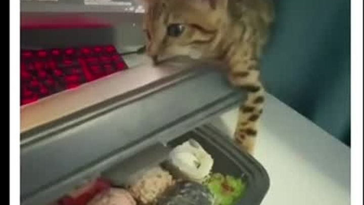 Котику тоже охота суши!
