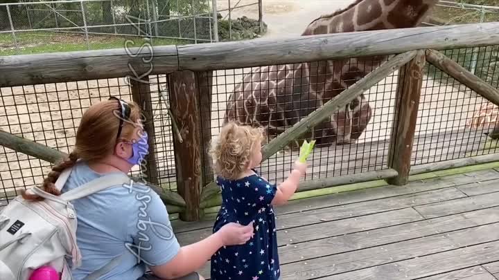 Funny Animals Reaction - Babies At The Zoo _ Try Not To Laugh