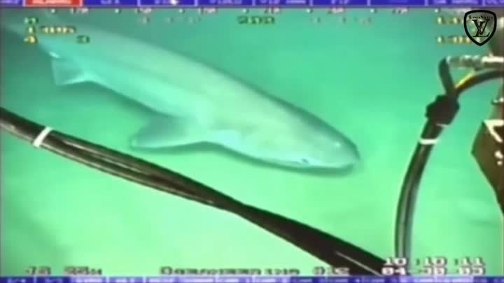 Shark Bites Fiber Optic Cables Undersea