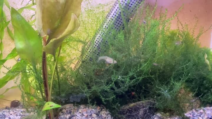 Маленький аквариум, месяц после перезапуска