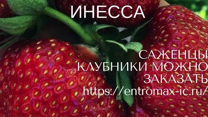 КЛУБНИКА ИНЕССА - ЗА УШИ НЕ ОТТАЩИШЬ