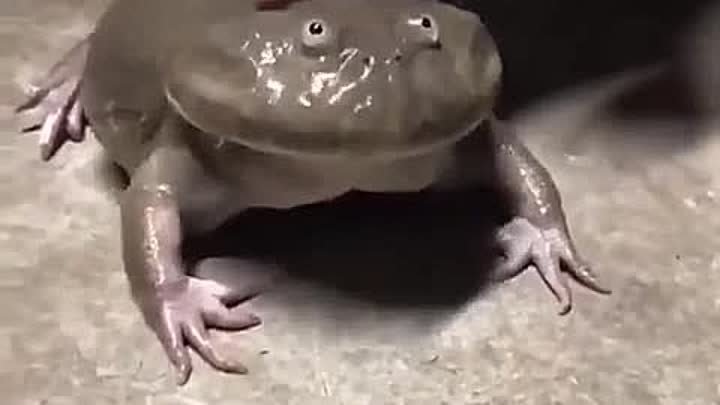 У лягушки истерика