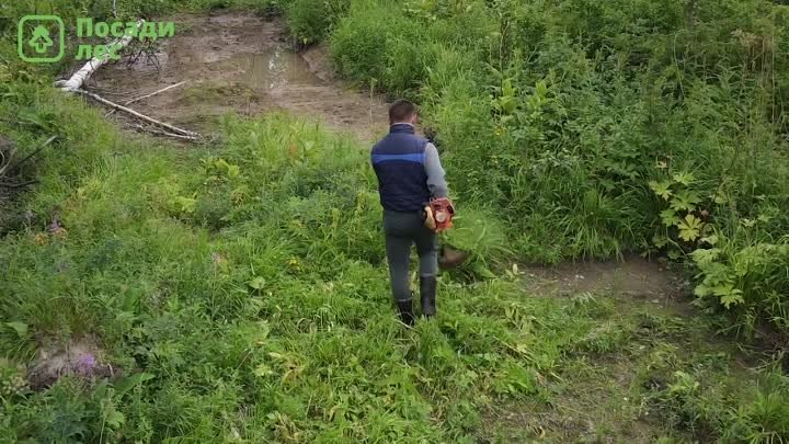 Агроуход в Красноярском крае, Емельяновское лесничество.