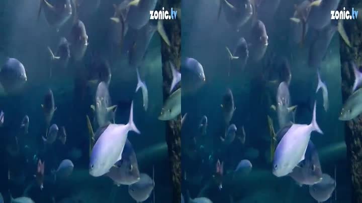 3D SCARY SHARK VIDEO [3D TEST TV]