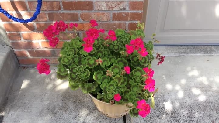 Герань цветёт второй год подряд - Geranium bloom the second year in  ...