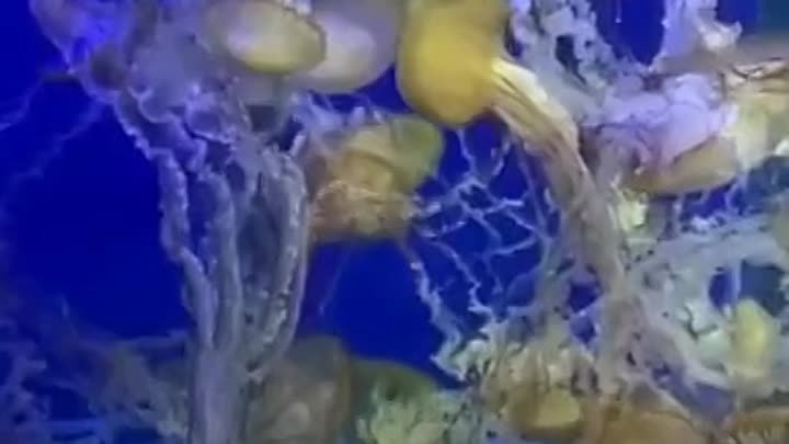 Подводный мир с медузами завораживает