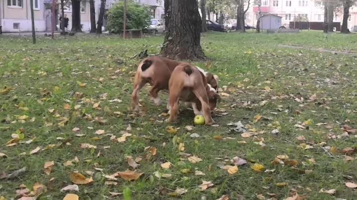 Сестрёнки  бульдожки ПРОДАЮТСЯ