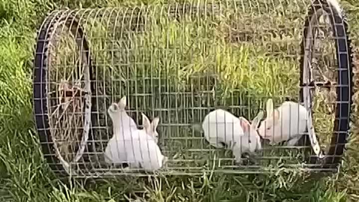 Уникальная газонокосилка кролики