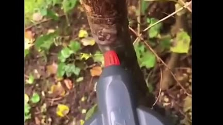 Как избавиться от лишайника на дереве
