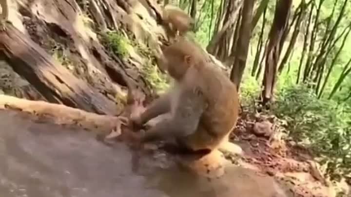 Купание обезьянки 😂