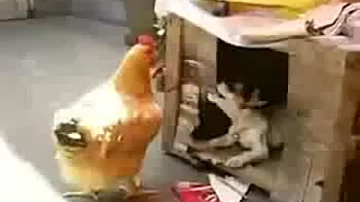 Курица и щенок