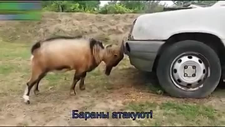 🐶😻🐻  БРАТЬЯ НАШИ МЕНЬШИЕ 🐾