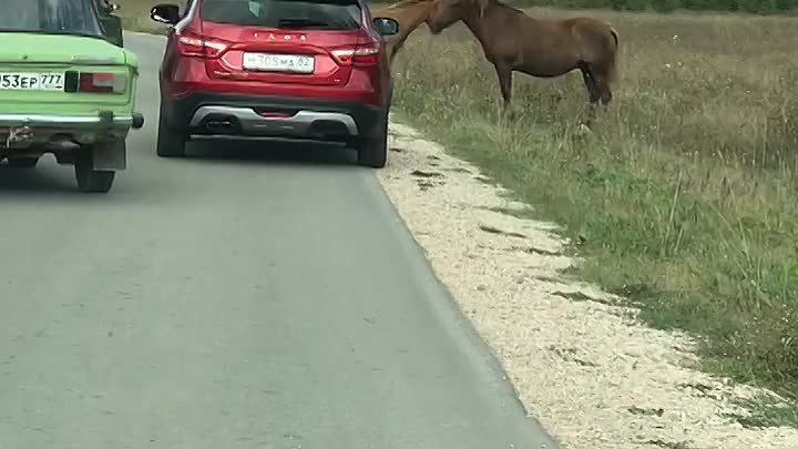 В долине, протестующие перекрыли дорогу....это были кони!)))
