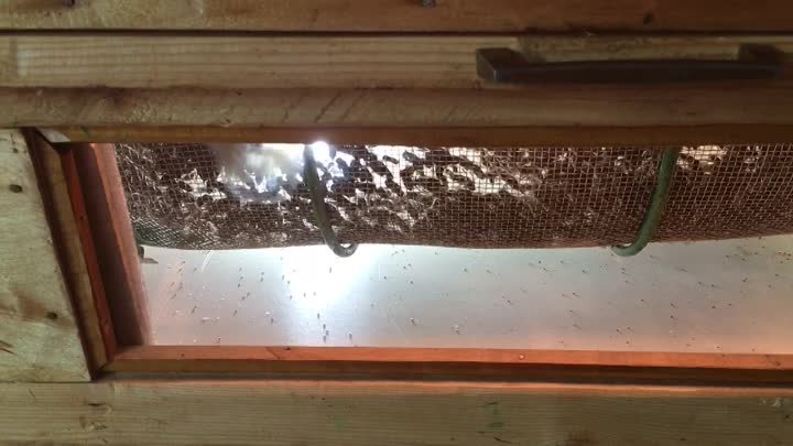 Сбрасываем клещей варрао с пчел в летнее время
