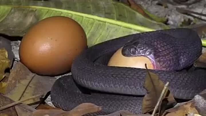 Африканская яичная змея, или африканский яйцеед (лат. Dasypeltis sca ...