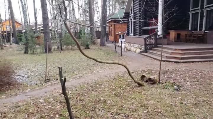 Лиса Алиса. Поднимайте Иммунитет