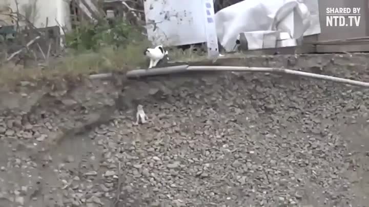 Кошка не смогла пройти мимо и помогла щенку выбраться из ямы