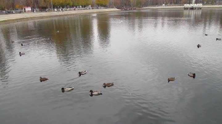 Осеннее озеро в парке Металлургов.
