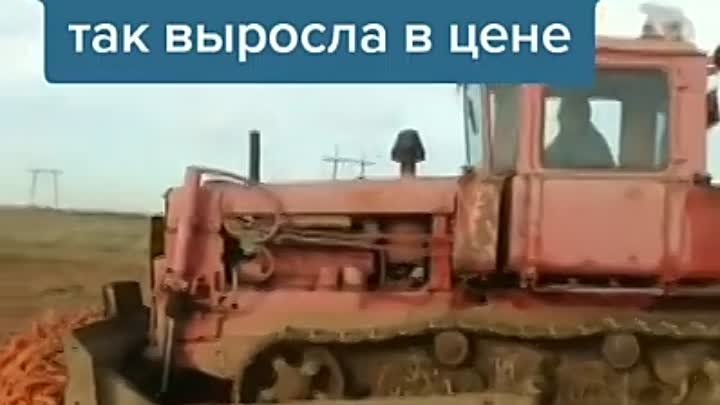 Вот почему морковь выросла в цене!!!!!😱