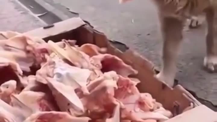 Мясник в Турции готовит еду для уличных собак, и все они получают св ...