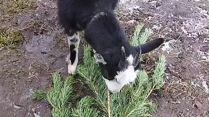 Малашка 🐐 и лапник 