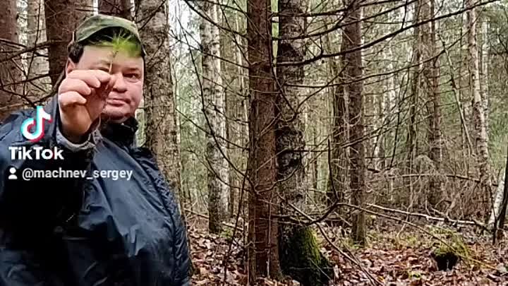 Посадка #Сосны_Кедровой на Вологодчине.🌲