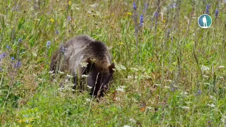BBC 2019 - Встреча с медведями _ Знакомьтесь медведи (Olegsuperbest)